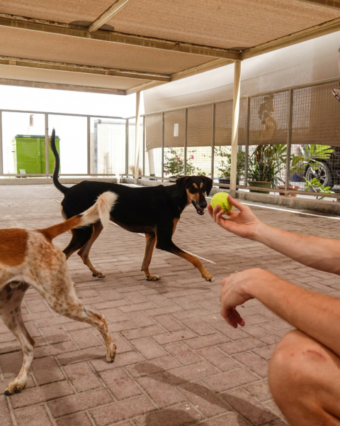After 35 years of committed service in Dubai, K9 Friends has launched a new membership program.